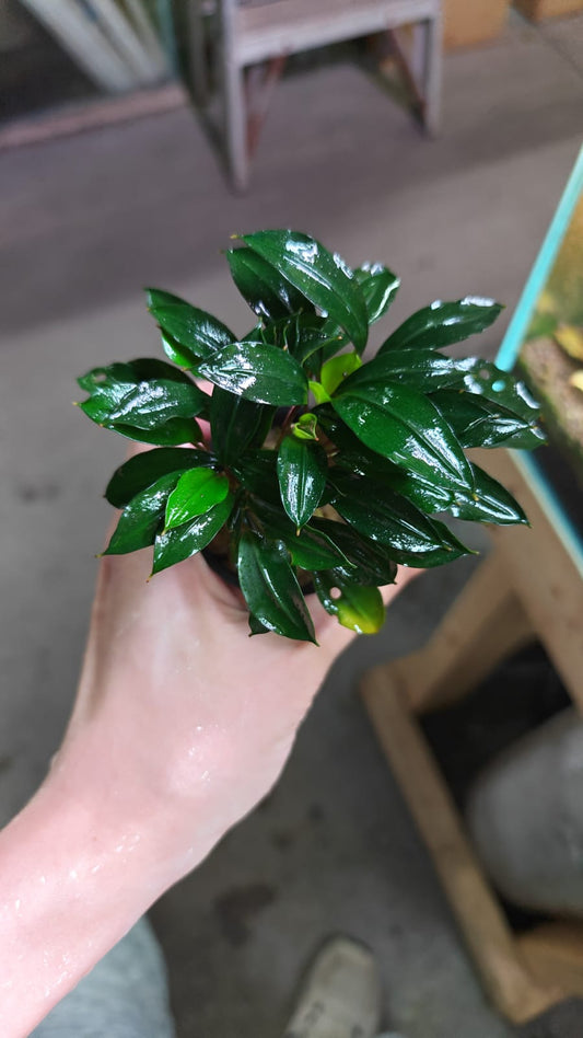 Bucephalandra Deep Blue