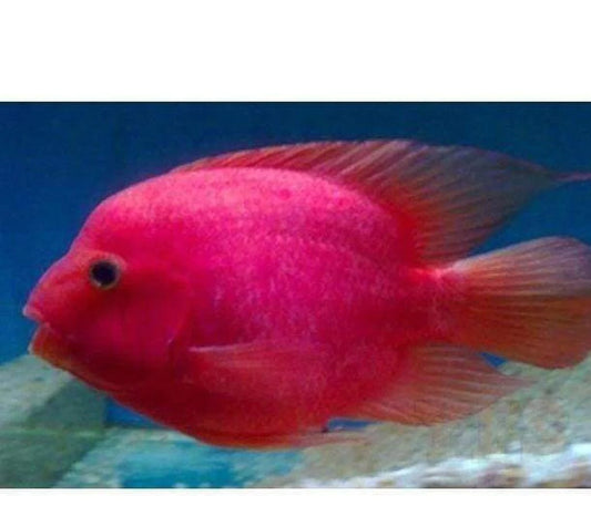 Purple-Red Parrot