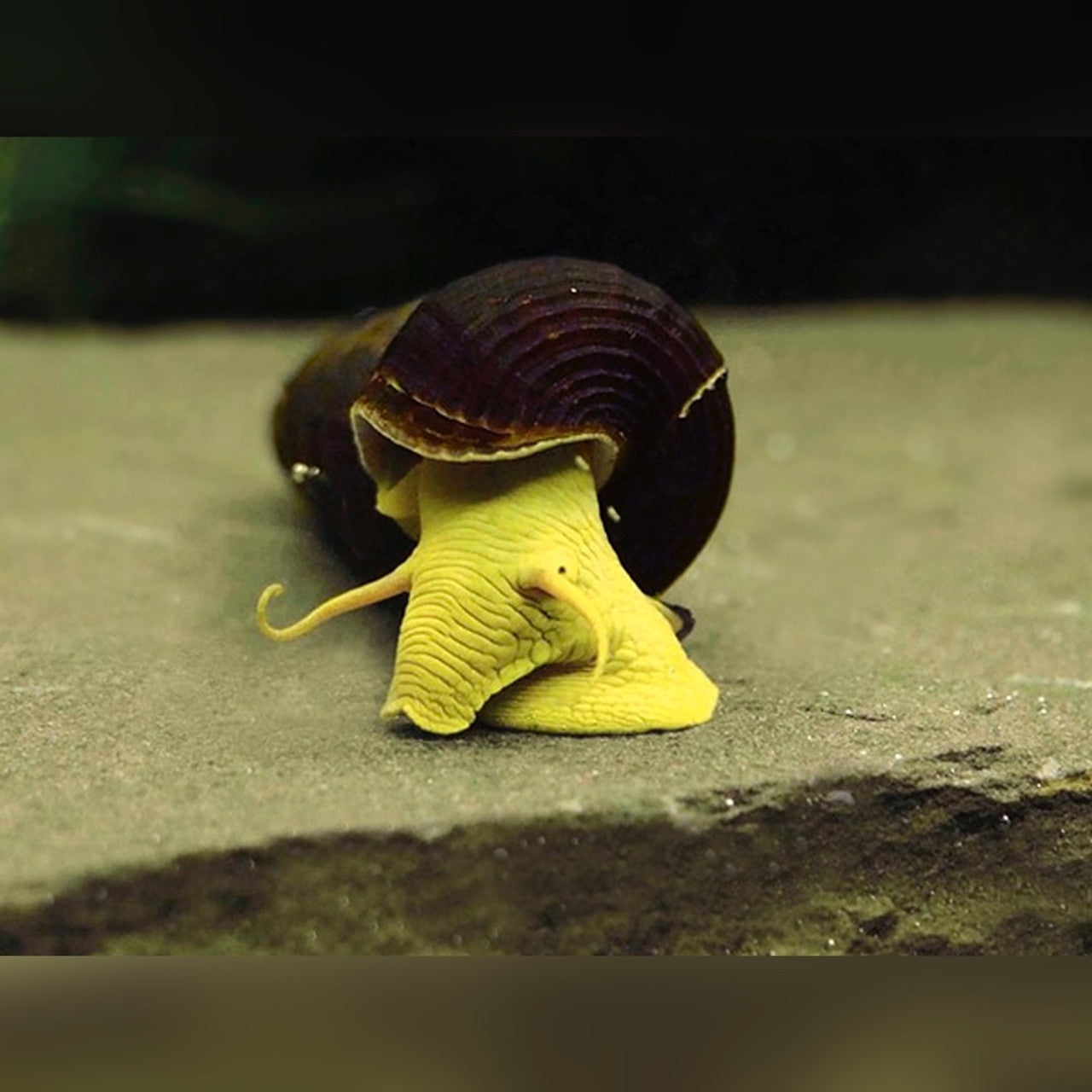 Yellow Poso Rabbit Snail (Tylomelania sp. )