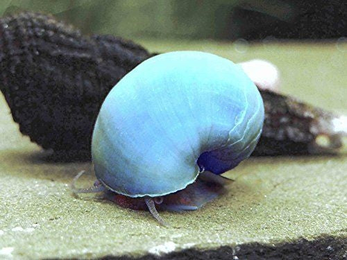 Blue mystery snail