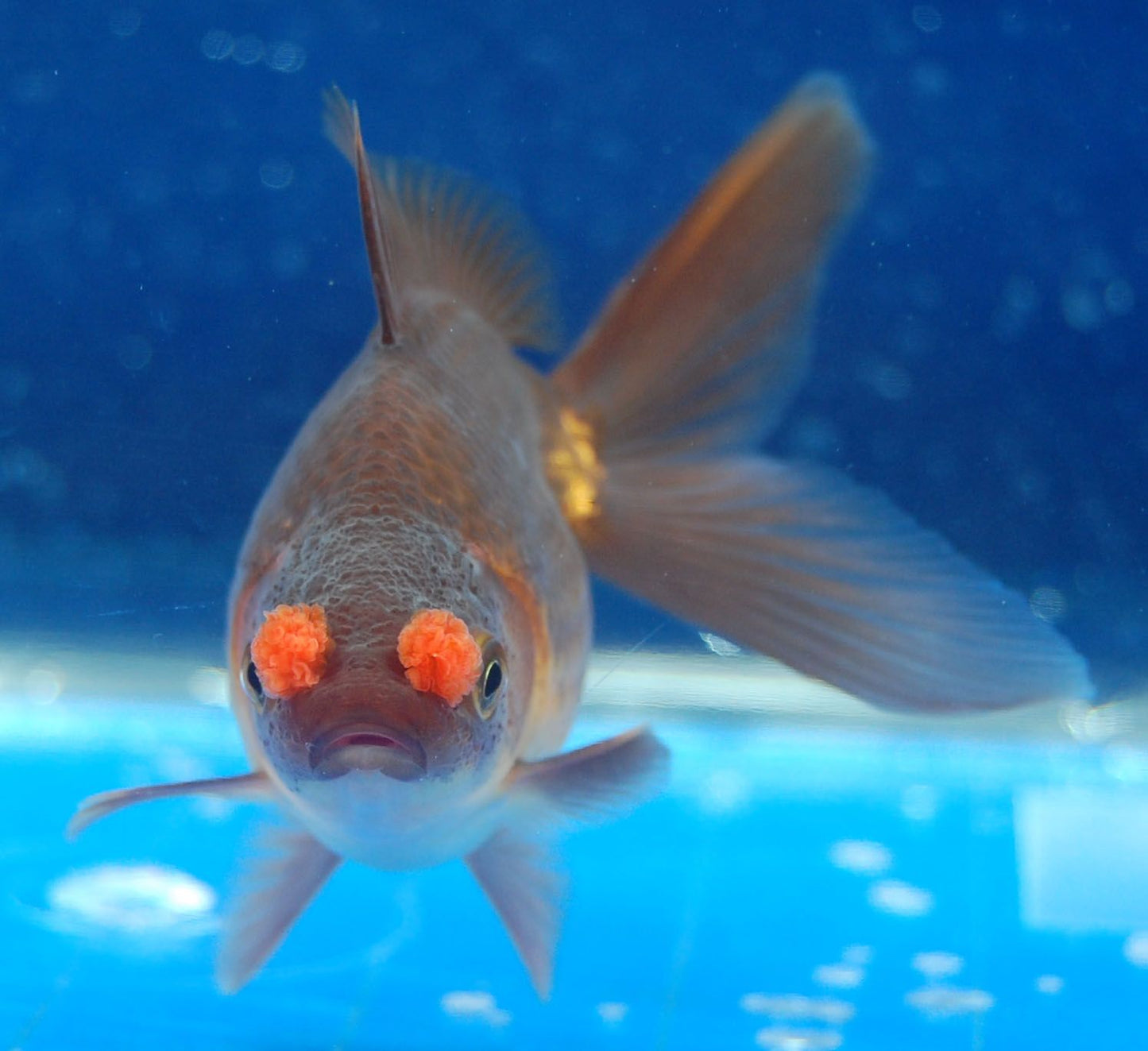 Pom Pom Copper Goldfish