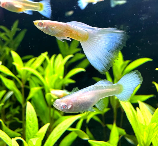Albino White Guppy (Poecilia Reticulata)