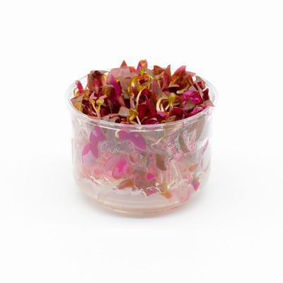 Alternanthera reineckii rosanervig TC