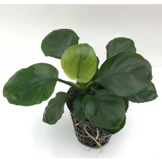 Anubias Nana sp. Golden coin leaf