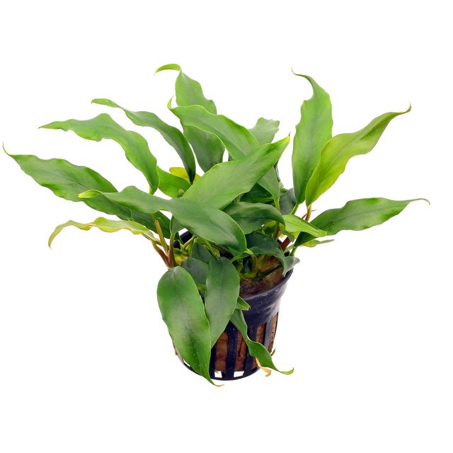 Anubias barteri var. glabra (minima)