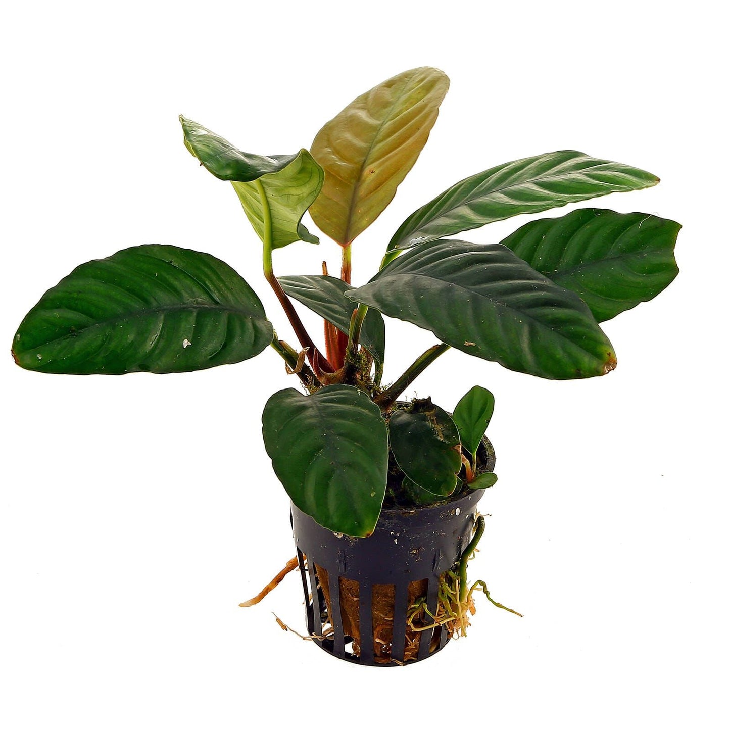 Anubias Barteri var. Coffeefolia