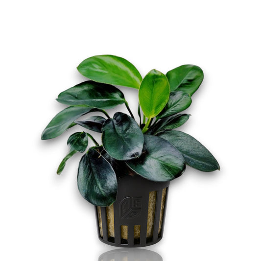 Anubias Nana Dark Moon