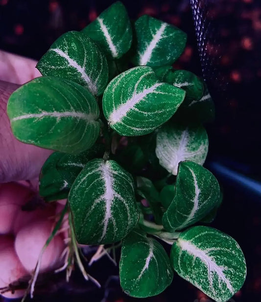 Anubias Stardust