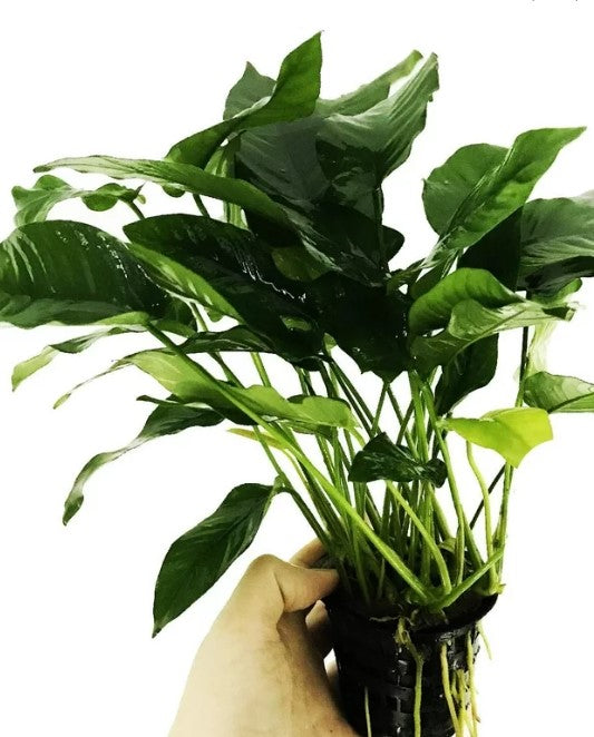 Anubias barteri "large" 12"-14"