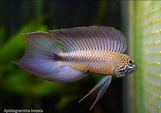 Apistogramma Lineata