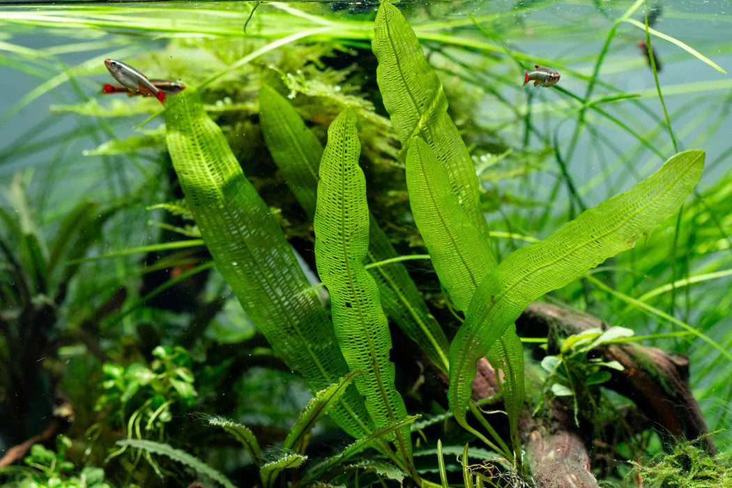 Aponogeton Henkelianus