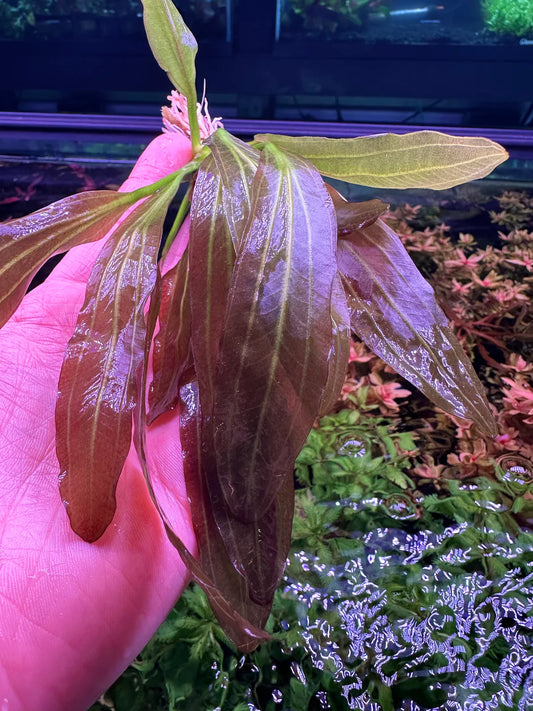 Echinodorus Horemanii Red
