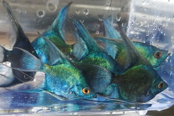 Avatar Blue Angelfish (Pterophyllum scalare )