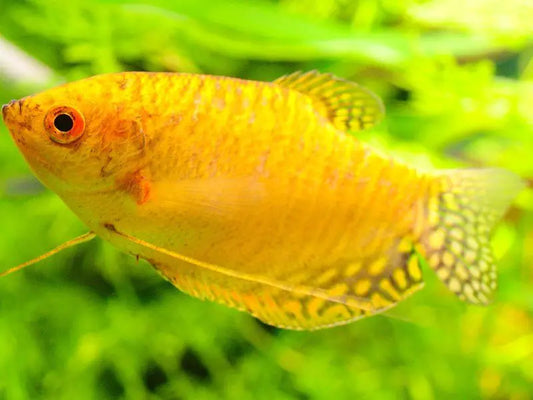 Golden Gourami (Trichopodus Trichopterus)
