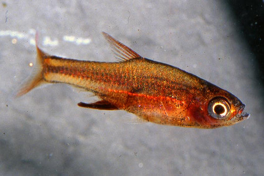 Red Axelrodi Rasbora