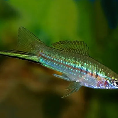 Jumbo Green swordtail (Xiphophorus hellerii )