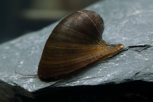 Batman Snail (Neritina Auriculata)