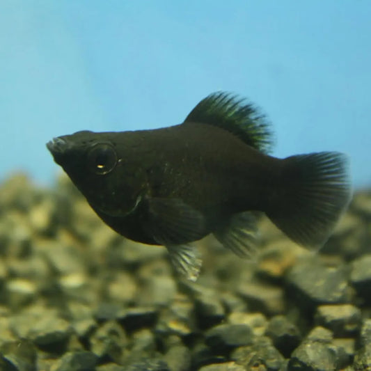 Black Balloon Molly (Poecilia sphenops)