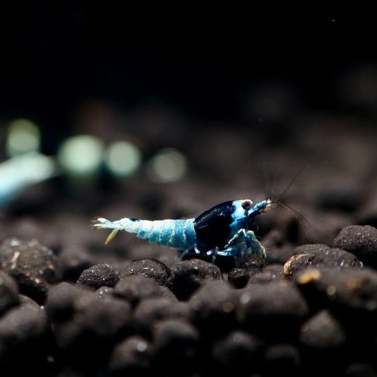 Black King Kong Mosura Shrimp (Caridina cf. cantonensis)