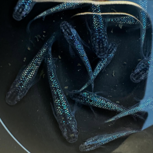 Black Lame Medaka ricefish (Oryzias Latipes)