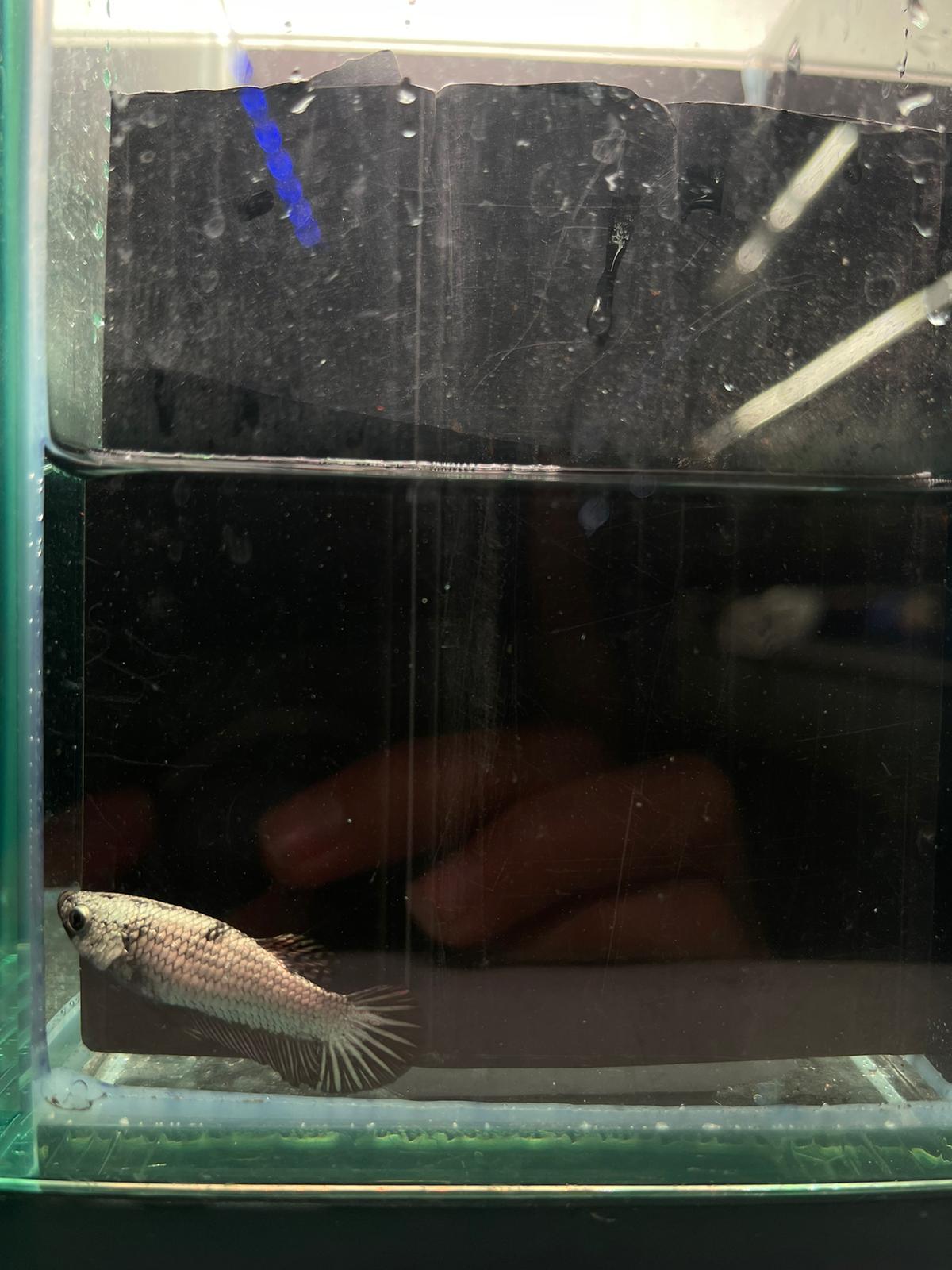 Black Dragon betta