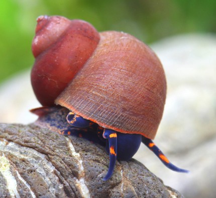 Blue Berry Snail (Notopala sp."Blueberry")