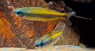 Golden Blue Eye Congo tetra(CAPTIVE BRED)