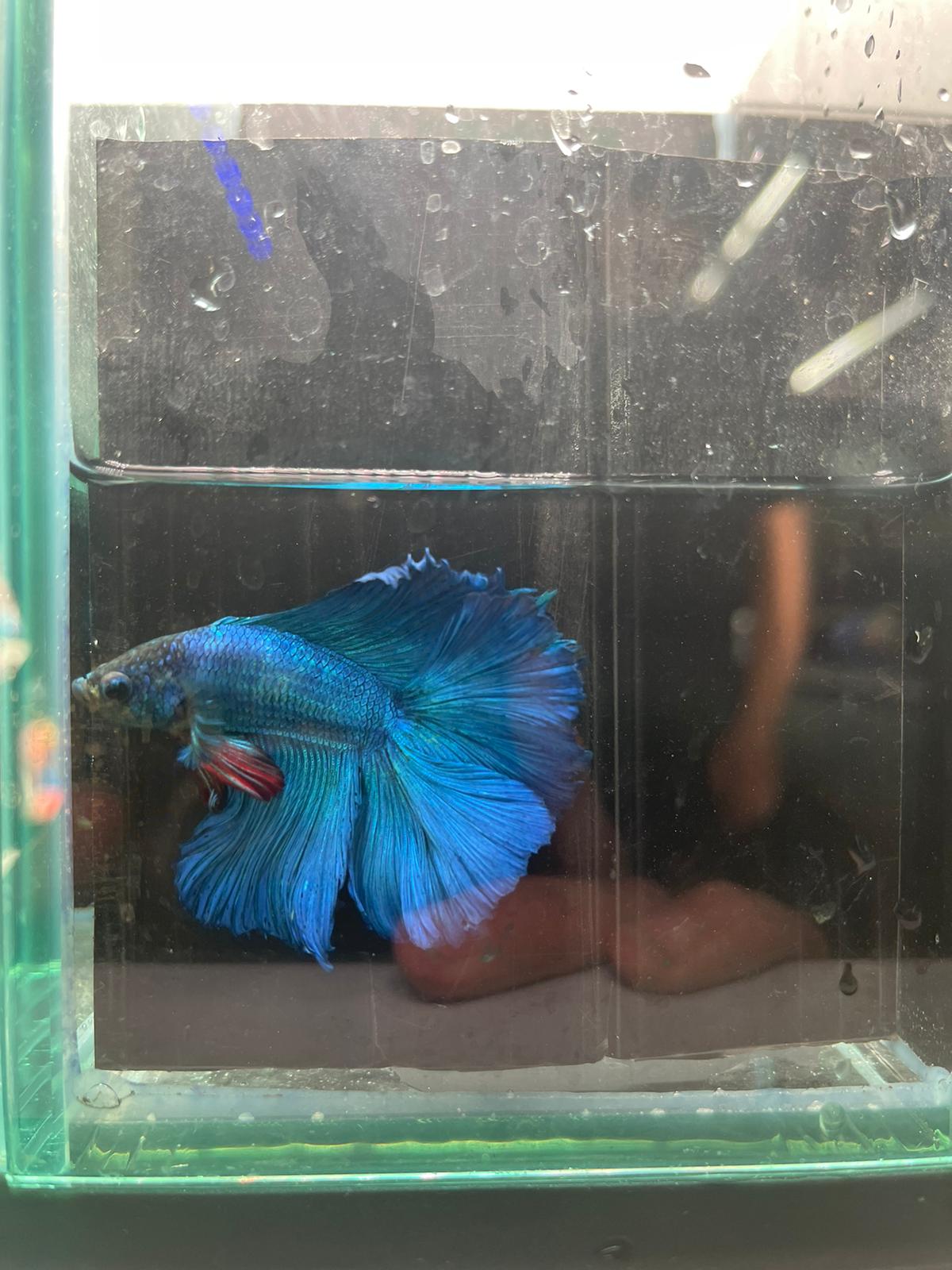 Rose Tail Betta (Assorted)