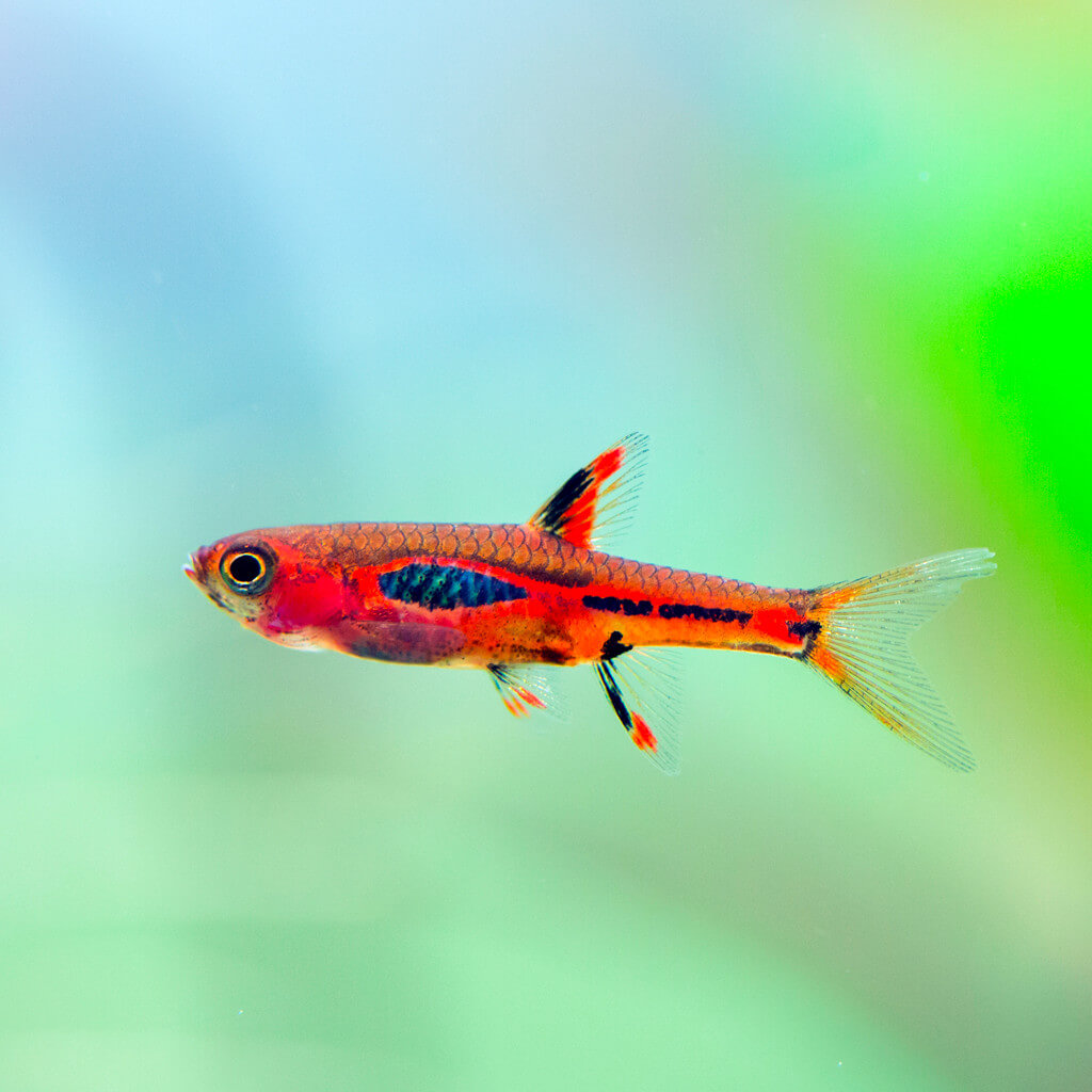 Red mini rasbora – Aquapets ( KowloonAquarium)