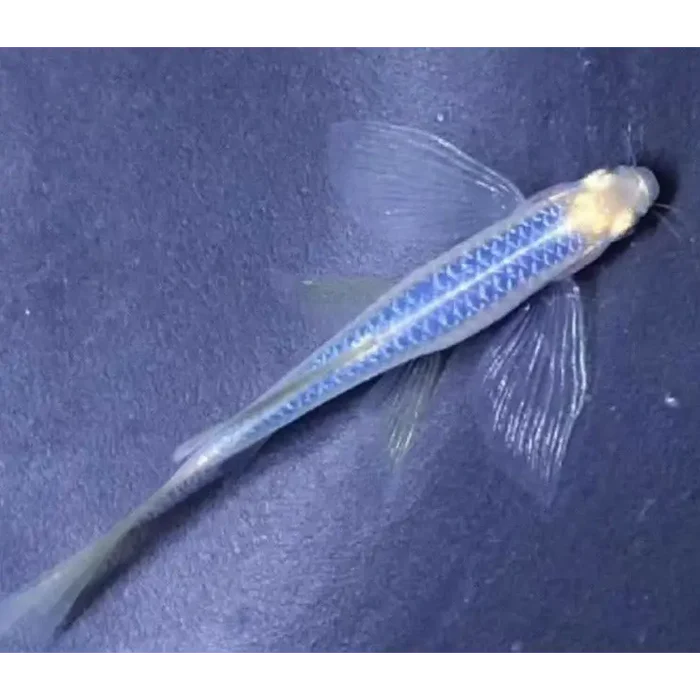 Longfin Blue Color Danio (Brachydanio Rerio)