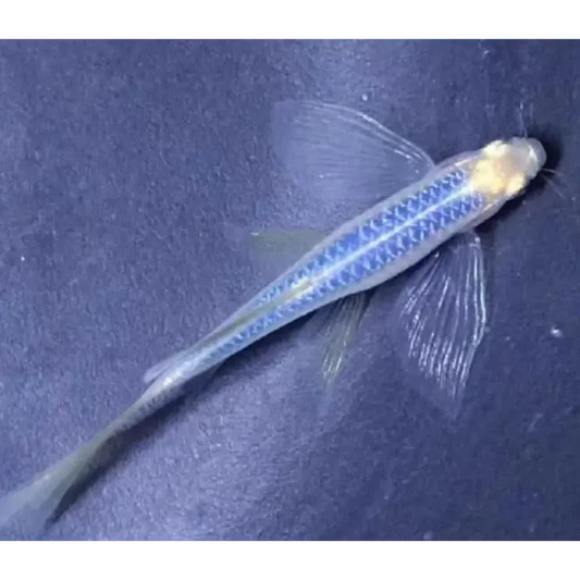Longfin Blue Color Danio (Brachydanio Rerio)