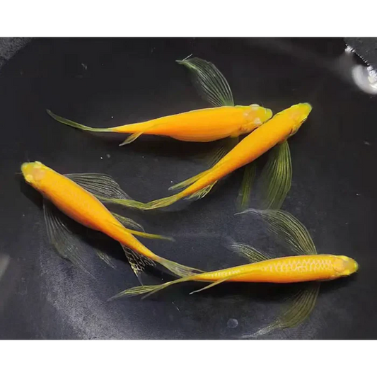 Longfin Gold Color Danio (Brachydanio Rerio)