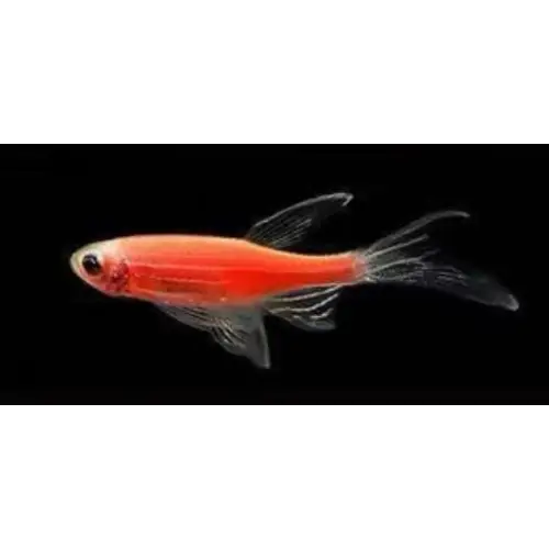 Longfin red Color Danio (Brachydanio Rerio)