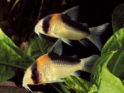 Adolfoi Cory (Corydoras Adolfoi)