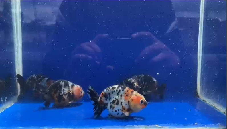 Calico Ranchu (Carassius auratus)