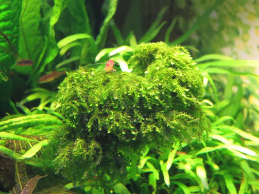 IC802	Callicostella prabaktiana