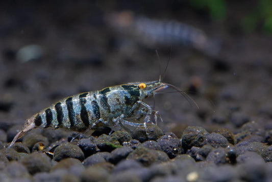 Orange-eye Indian Zebra Shrimp (Caridina Babaulti)