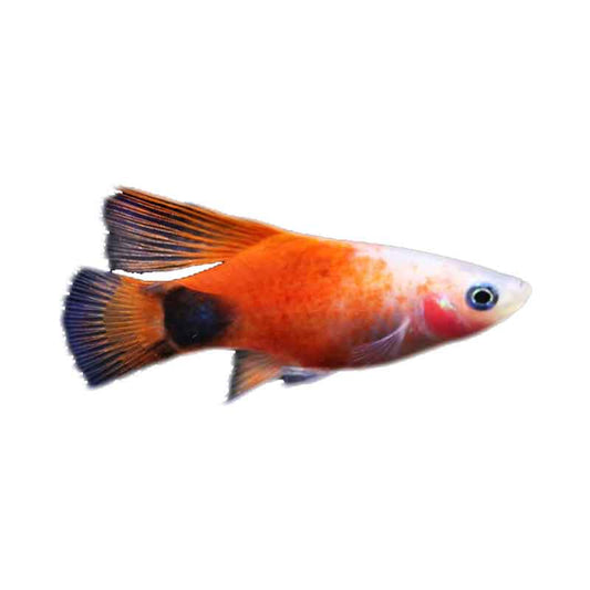 Carolina Platy Longfin (Xiphohporus Maculatus)
