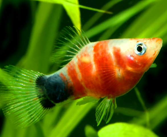 Tiger platy