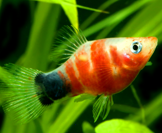 Tiger Platy(Xiphophorus Maculatus)