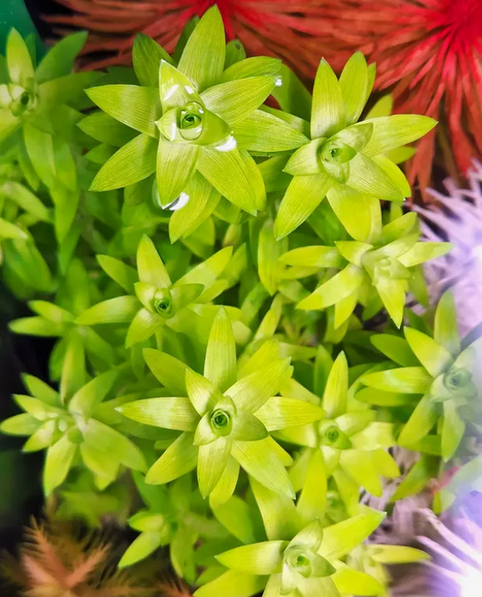 Tonina Fluviatilis