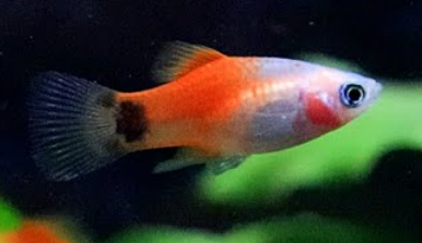 Carolina Platy (Xiphophorus Maculatus)