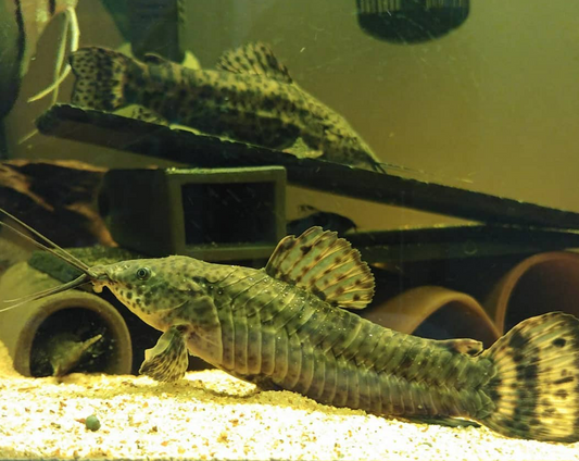 Megalechis thoracata -  Spotted Hoplo