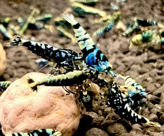 Caridina cf. cantonesis - Black Galaxy Pinto