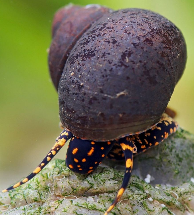 Orange Spotted Snail (Notopala sp."Orange spotted")