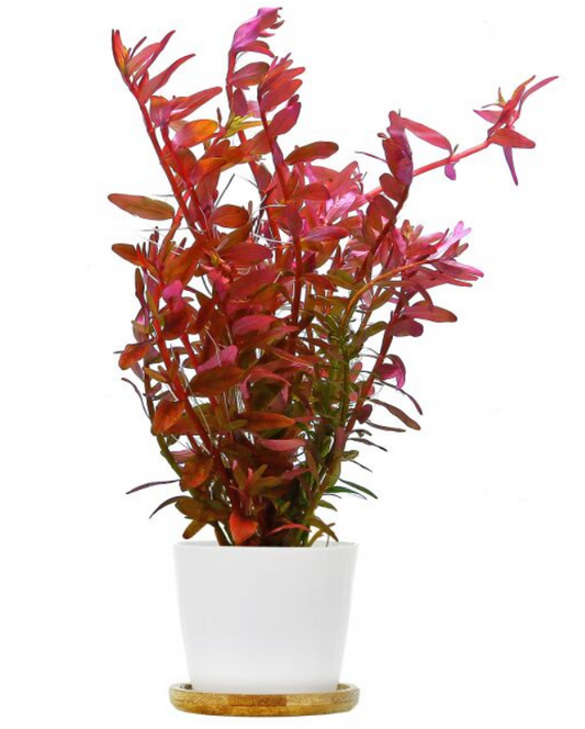 Rotala rotundifolia sp. colorata T/C cup