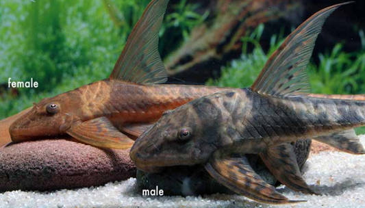 Cowboy whiptail