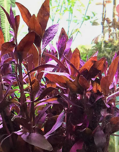 Alternanthera sessilis