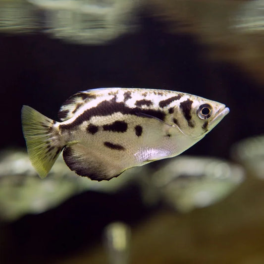 Myanmar Archer Fish (Toxotes Blythii)