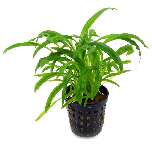 Cryptocoryne Albida Green